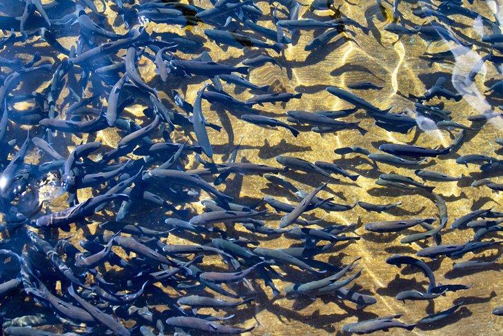 Aprende sobre la naturaleza en la Cría de Peces y el Museo de Vida Silvestre