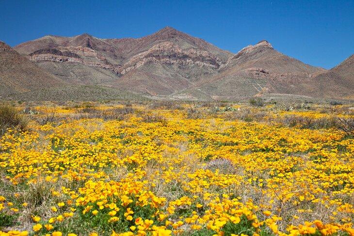 Parque Estatal Franklin Mountains