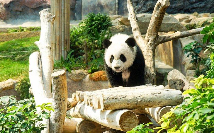 Panda gigante en el Pabellón de Pandas
