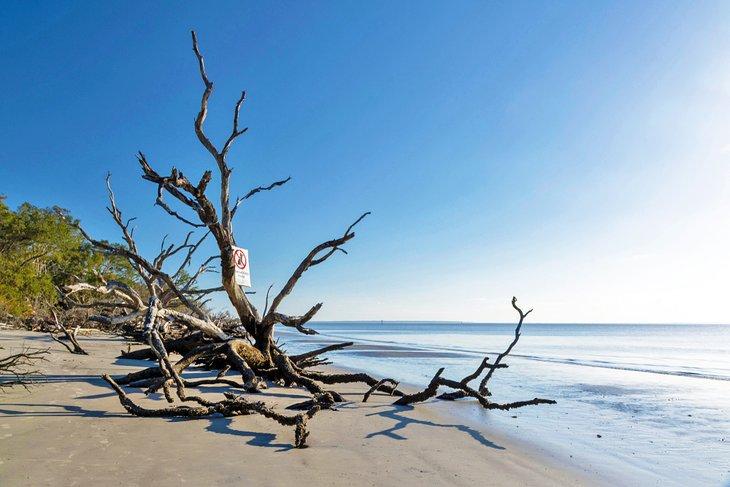 Madera flotante en la playa de St. Andrews Beach Park