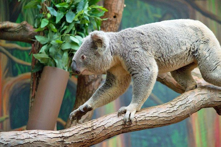 Koala en el Zoológico de Toledo