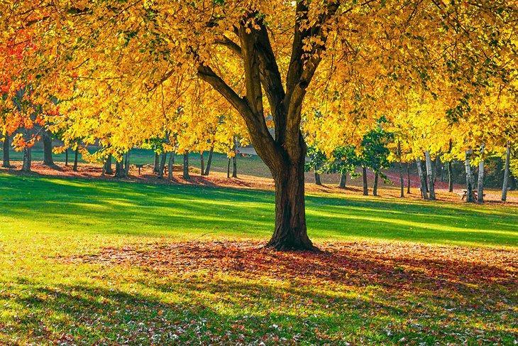 Follaje de otoño en Long Valley