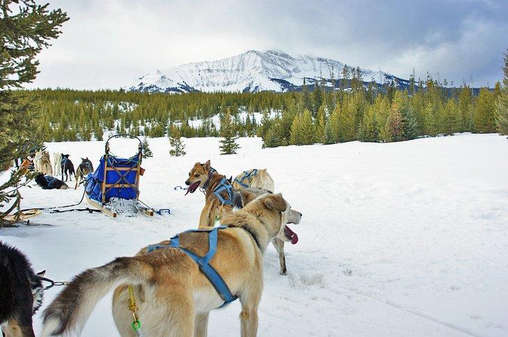 Trineo de perros en Big Sky
