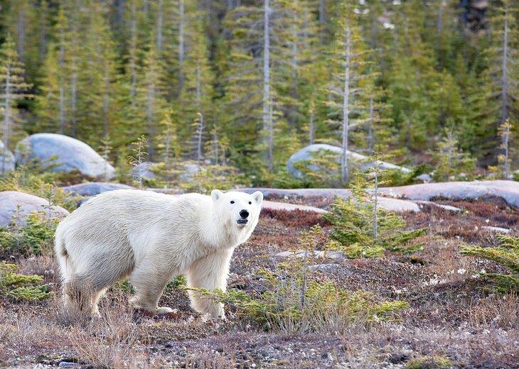 Oso polar en Churchill