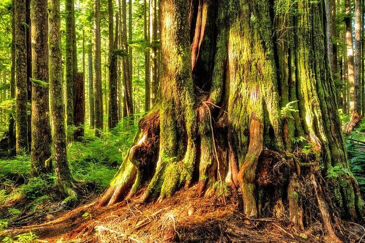 Cèdres rouges occidentaux à Eden Grove, Port Renfrew