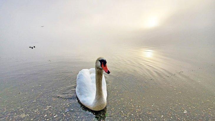 Un cygne dans le bassin de Sooke