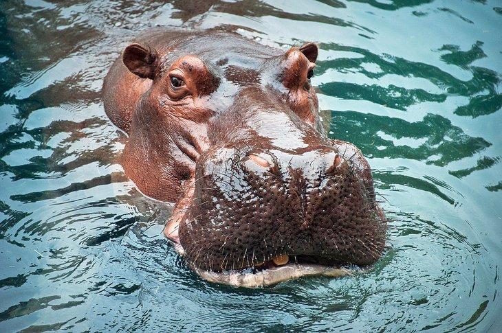 Les hippopotames sont une attraction populaire au Zoo de Gulf Breeze.