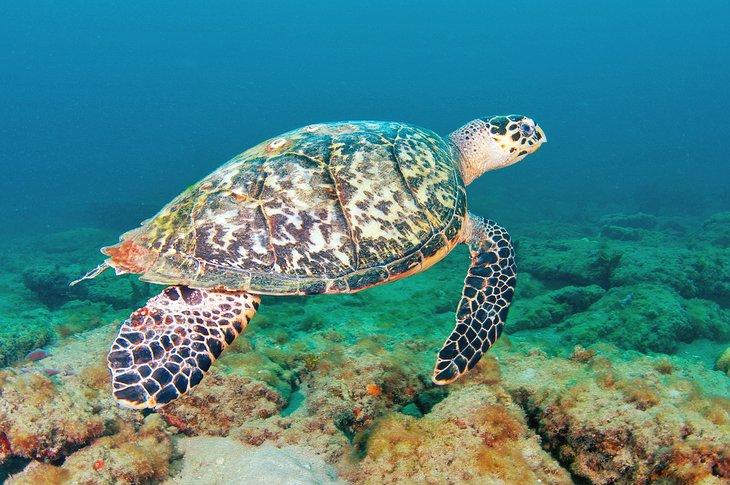 Tortue Caouanne