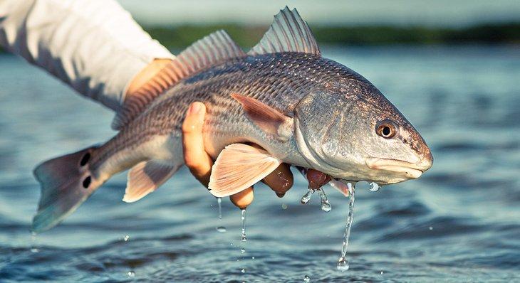 Le Redfish est une prise populaire dans le Santa Rosa Sound.