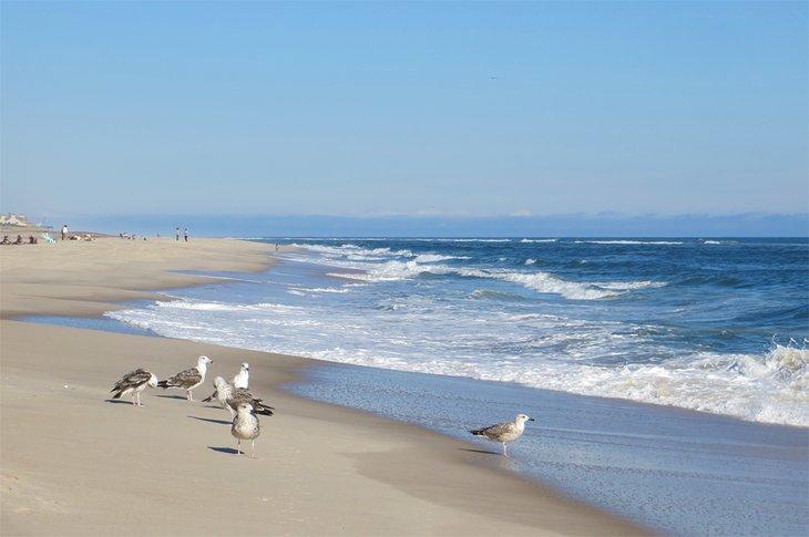 Gaviotas en Coopers Beach