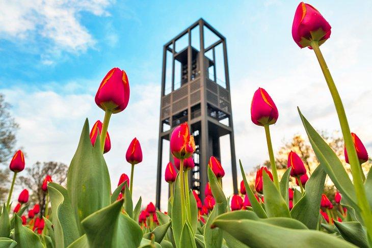 Tulipes en fleur au Carillon des Pays-Bas