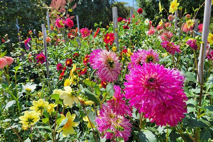 Fleurs dans le Jardin Botanique de Bellevue
