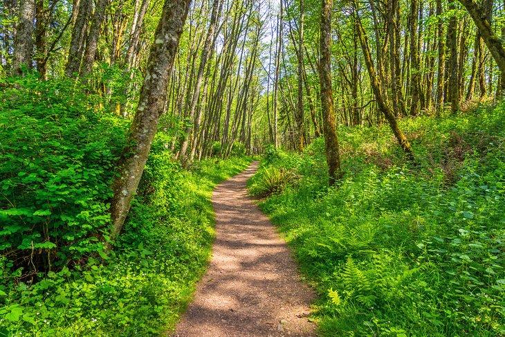 Sentier au Parc Régional de Cougar Mountain