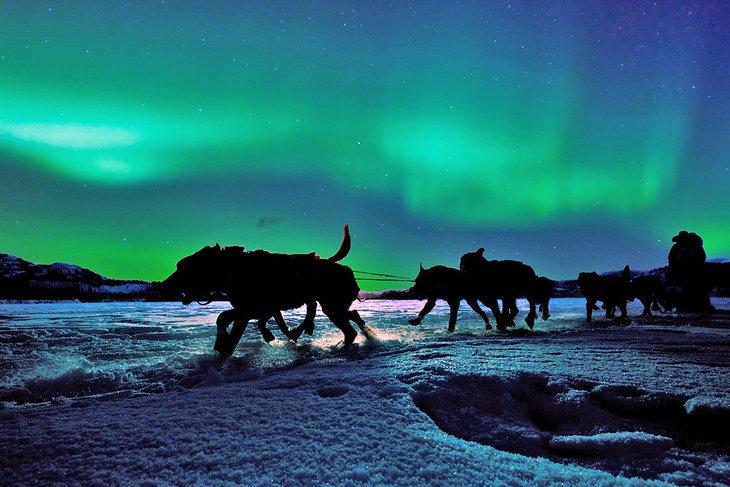 Trineo tirado por perros en Yukon bajo las luces del norte