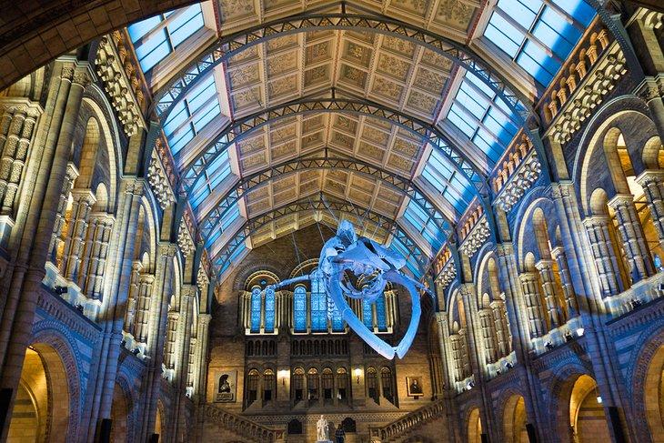 Après les heures dans la Salle Centrale avec un squelette de baleine bleue suspendu au plafond
