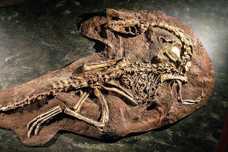 Fossile de dinosaure au Musée d'Histoire Naturelle