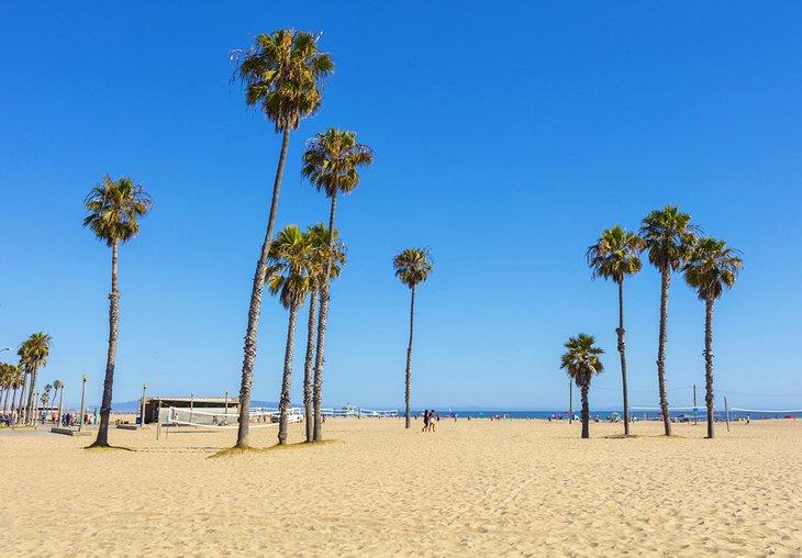 Palmiers sur la plage de Venice
