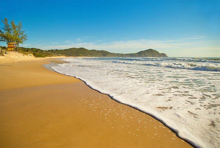 Playa Rose