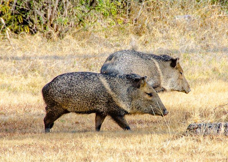 Javelina pastando por la tarde en BBRSP