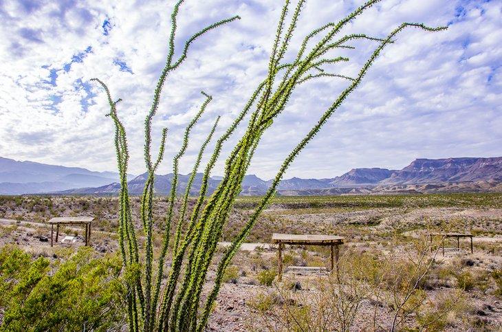 Ocotillo y campamentos en el Parque Estatal Big Bend Ranch