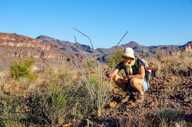 Autora, Catherine Hawkins, cerca y personal con una planta del desierto en BBRSP