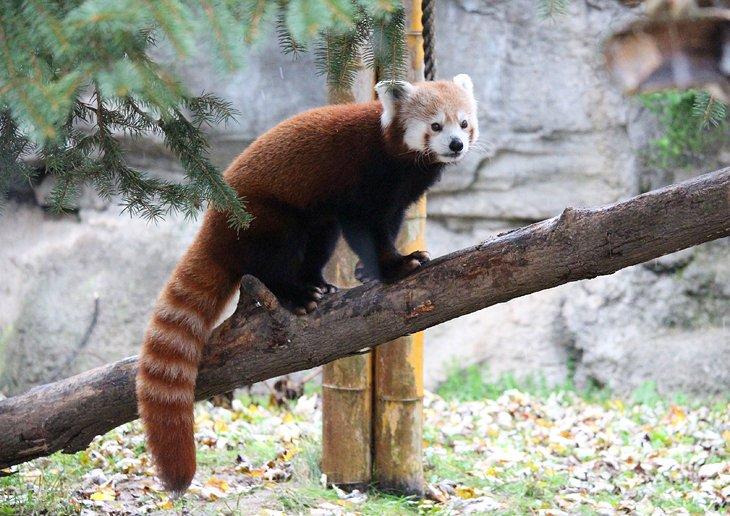 Panda Rojo en el Zoológico Rosamond Gifford