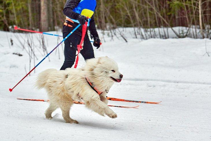 Skijoring avec un chien