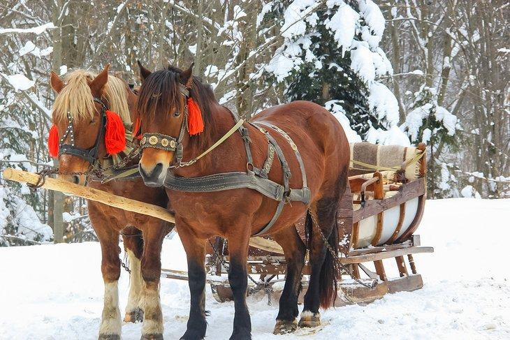 Traîneau tiré par des chevaux