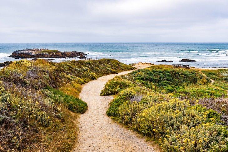Camino hacia la Playa Estatal de Pescadero