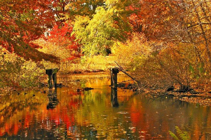 Automne le long d'un ruisseau dans les Fens de Boston