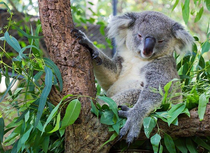 Un koala dormido en el Lone Pine Koala Sanctuary