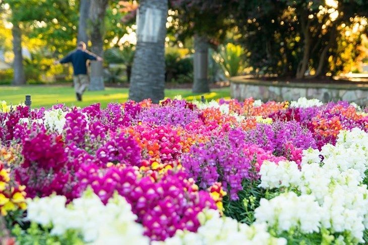 Busca Tesoro en los Jardines Botánicos de Brisbane Mount Coot-tha