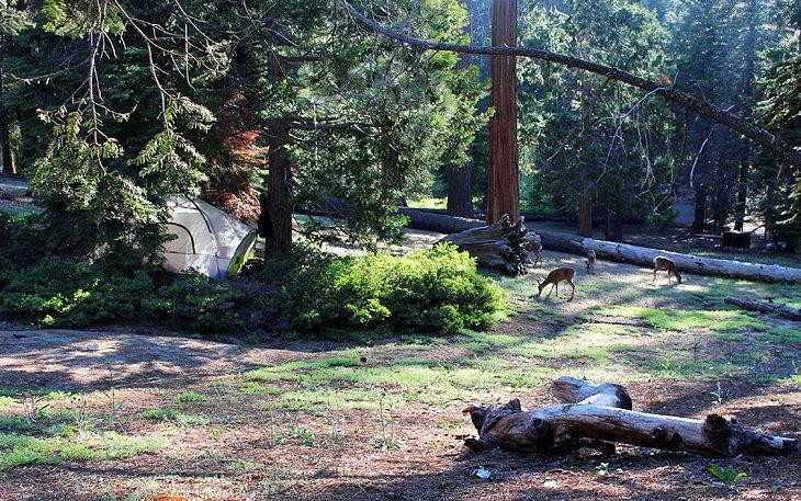 Camping Azalea