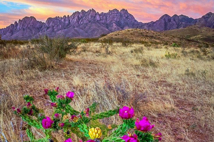 Fleur de cactus cholla au coucher du soleil près de Las Cruces