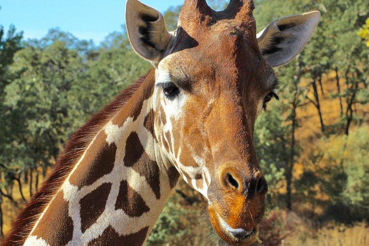 Giraffe im Safari West in Santa Rosa