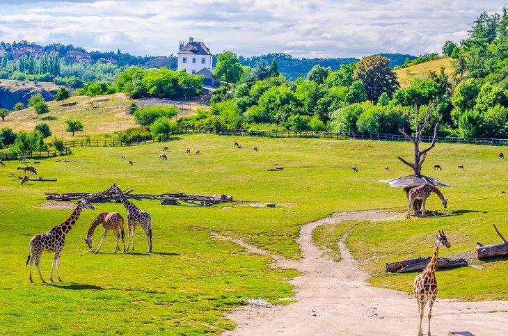 Giraffen im Prager Zoo