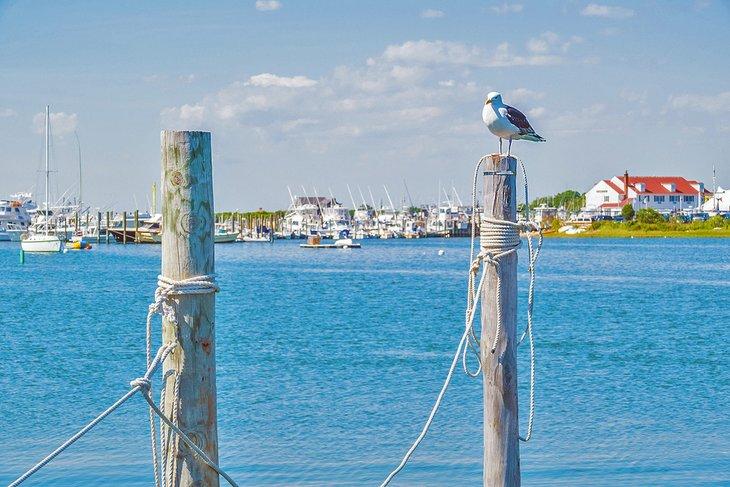 Lago Montauk