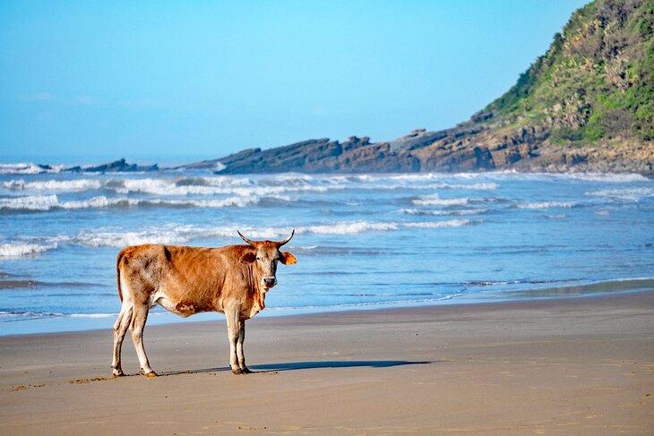 Vaca en Second Beach, Port St. Johns