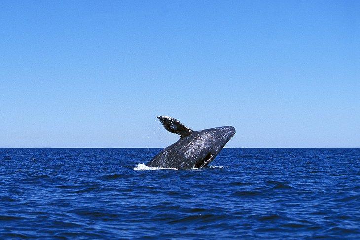 Ballena gris saliendo
