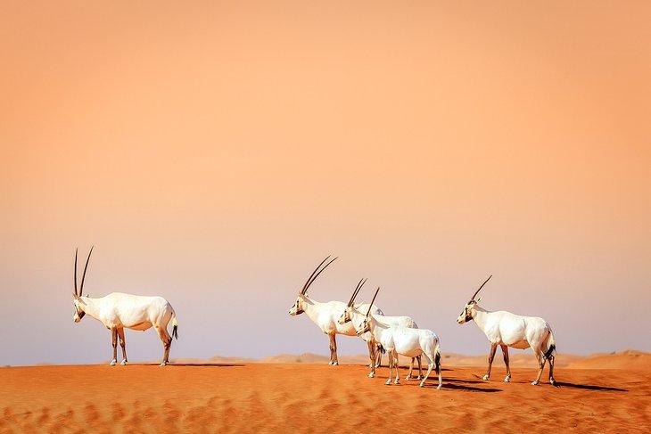 Oryx en la Reserva de Conservación del Desierto de Dubái