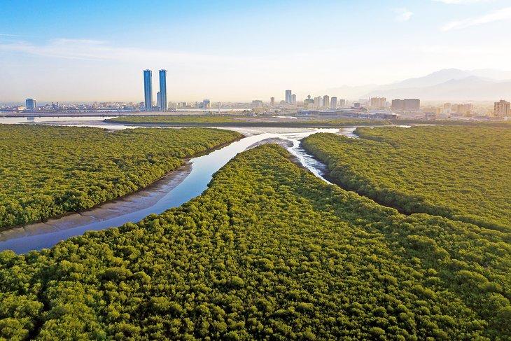 Bosques de manglares en Ras Al-Khaimah