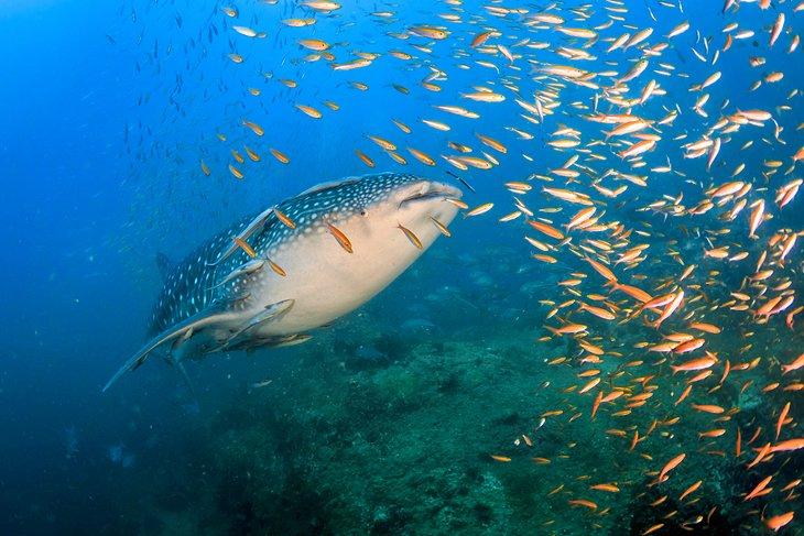Un jeune requin-baleine à Sail Rock