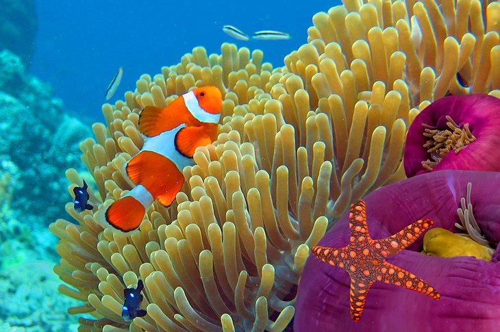 Anémone et poissons-clowns au large de Ko Tao