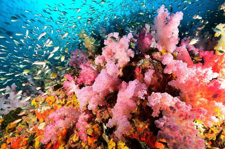 Colonia de coral blando, Islas Similan
