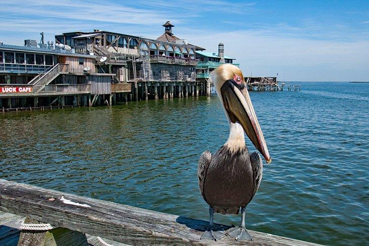 Pelícano pardo en Cedar Key