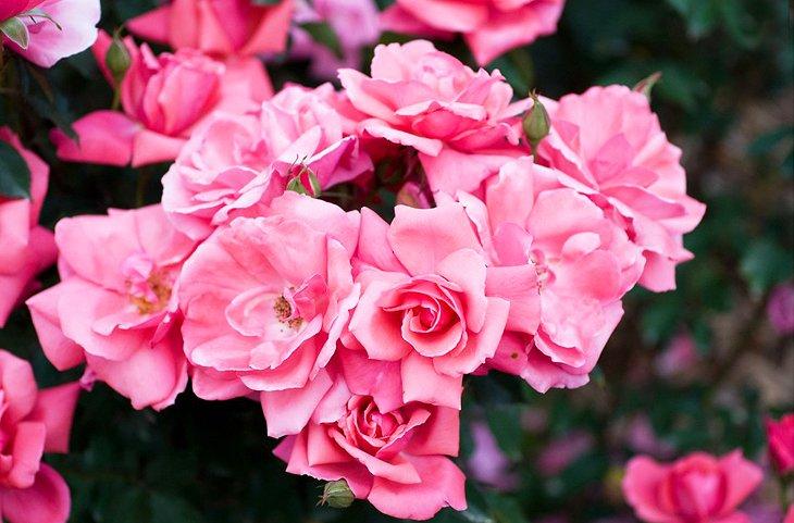 Rosas en el Parque de Rosas en Whetstone Park