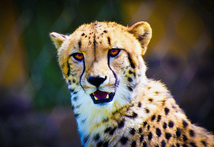 Un guepardo en el zoológico de Columbus