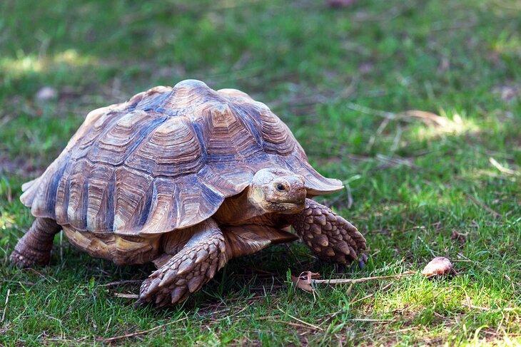 Tortuga gigante en los Jardines de Reptiles