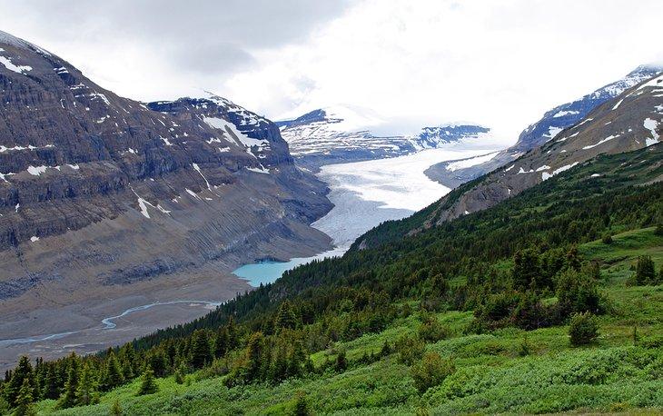 Glaciar Saskatchewan desde Parker Ridge