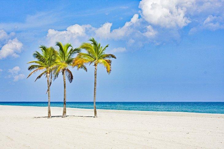 Palmiers sur Miami Beach